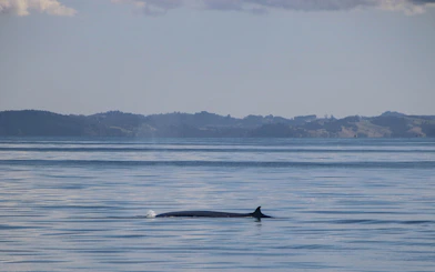 Whale surfacing in the ocean near Auckland during a safari cruise.