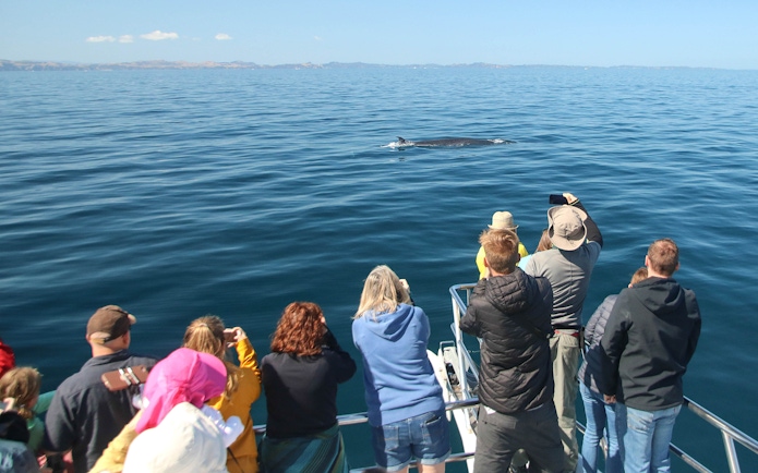 Tourists on a boat watching a whale in the ocean during a safari cruise from Auckland.