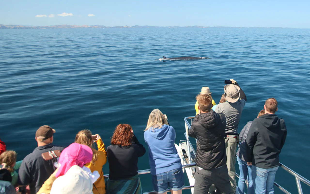 Vanuit Auckland: halve dag walvis- en dolfijnsafari per boot — 8