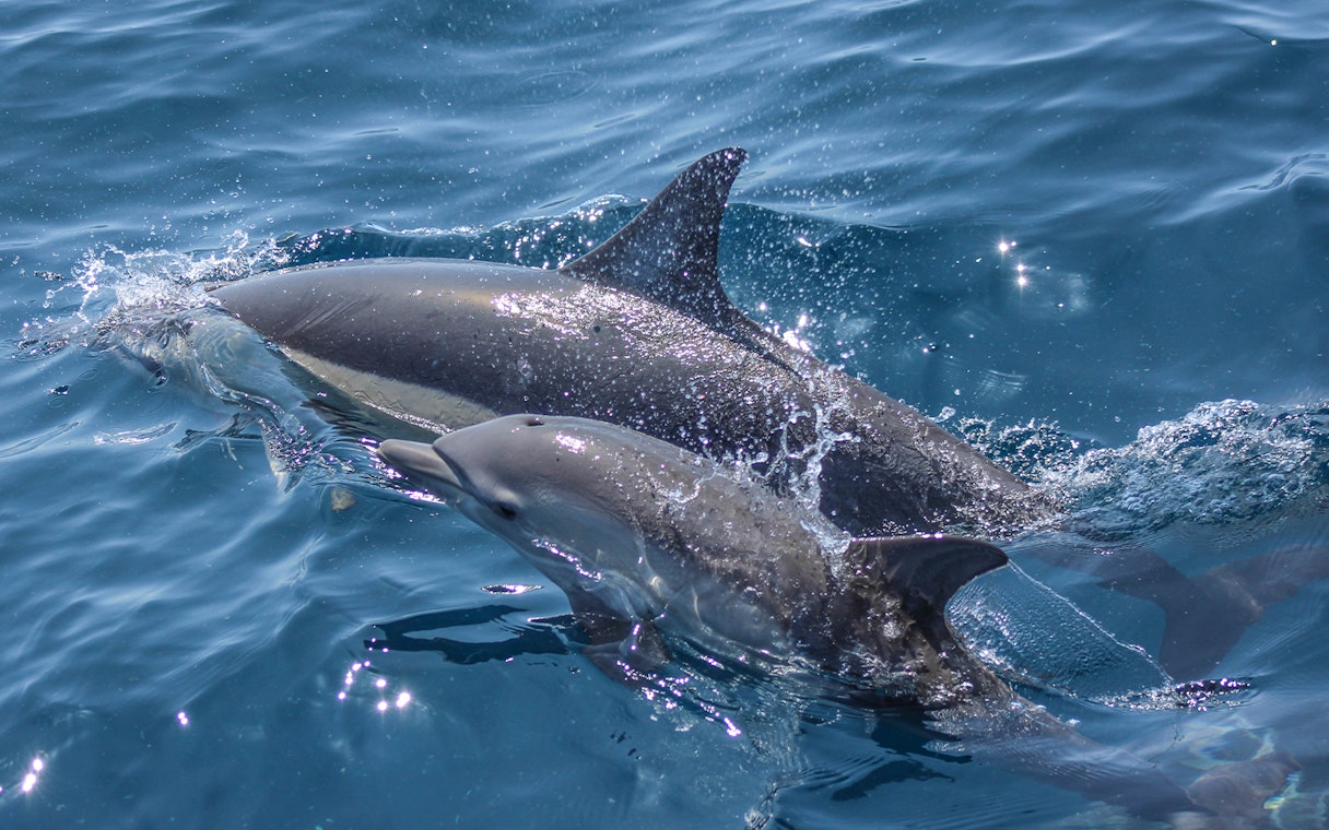 Dolphins swimming in clear blue water during Auckland safari cruise.