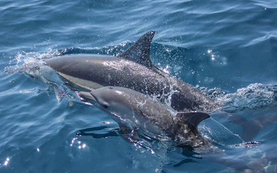 Dolphins swimming in clear blue water during Auckland safari cruise.