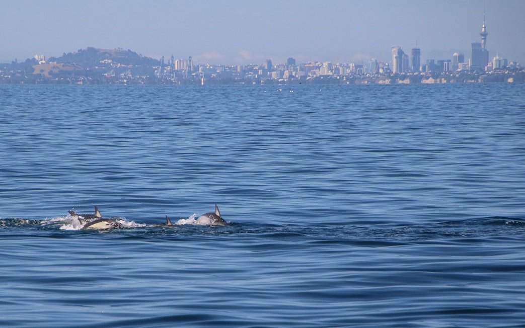 Dolphins swimming near Auckland skyline on a whale and dolphin safari cruise.