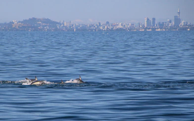 Dolphins swimming near Auckland skyline on a whale and dolphin safari cruise.