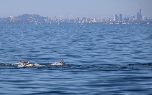 Dolphins swimming near Auckland skyline on a whale and dolphin safari cruise.