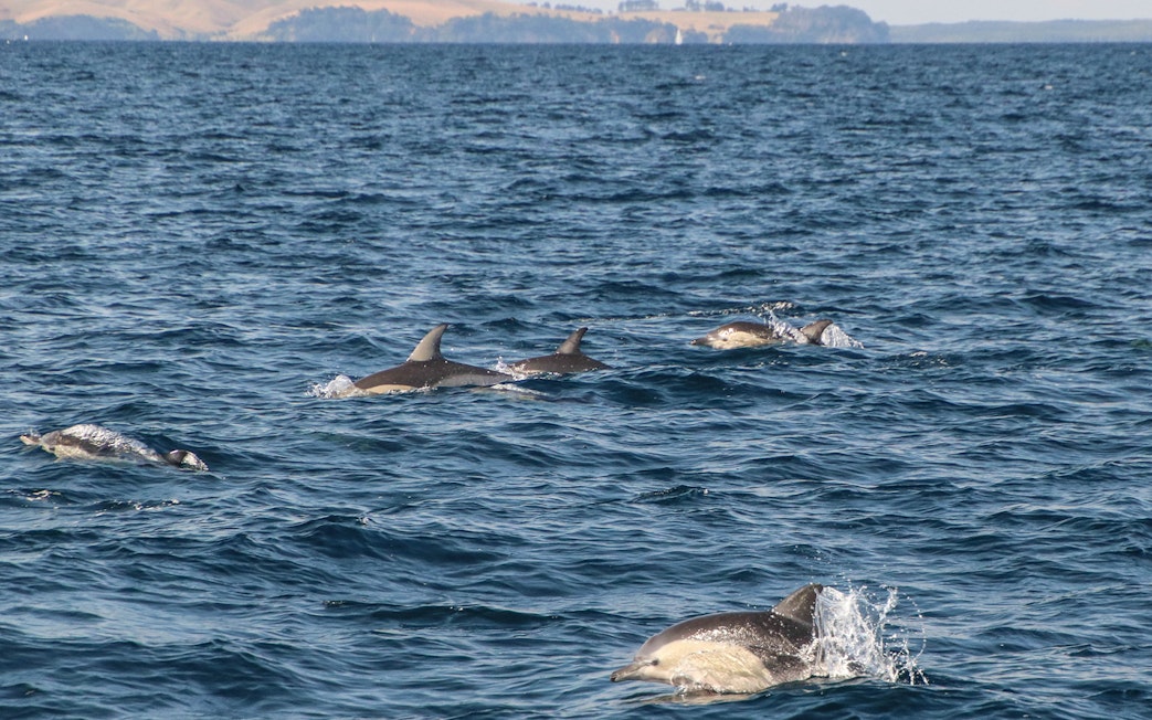 Dolphins swimming in the ocean during a safari cruise near Auckland.