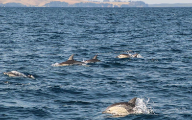 Dolphins swimming in the ocean during a safari cruise near Auckland.