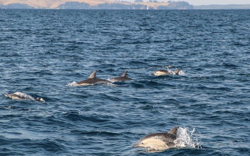 Dolphins swimming in the ocean during a safari cruise near Auckland.