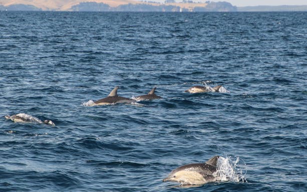 Dolphins swimming in the ocean during a safari cruise near Auckland.