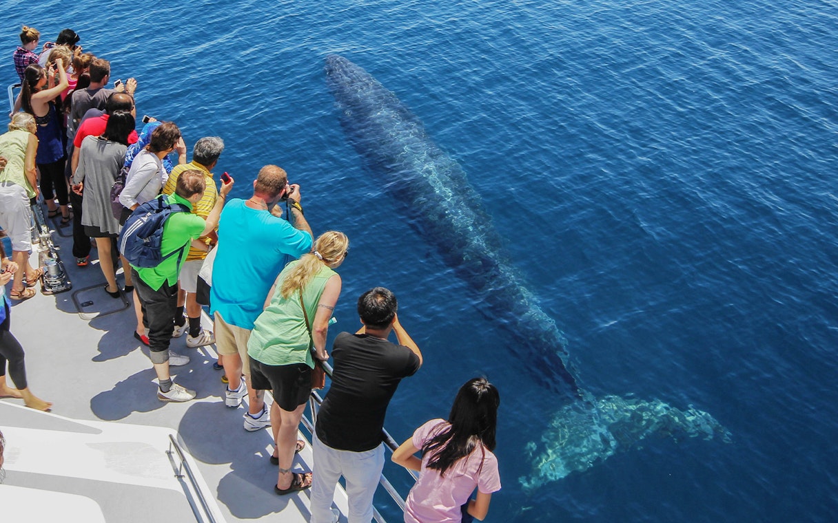 Tourists on a boat watching a whale in the ocean during a safari cruise from Auckland.