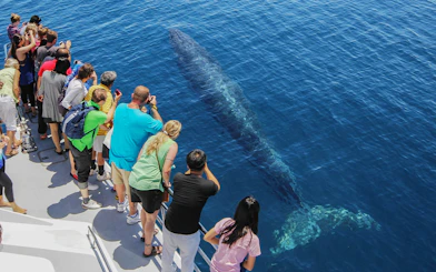 Tourists on a boat watching a whale in the ocean during a safari cruise from Auckland.