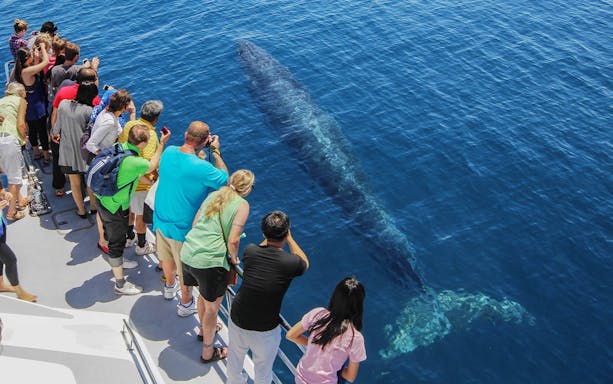 Tourists on a boat watching a whale in the ocean during a safari cruise from Auckland.