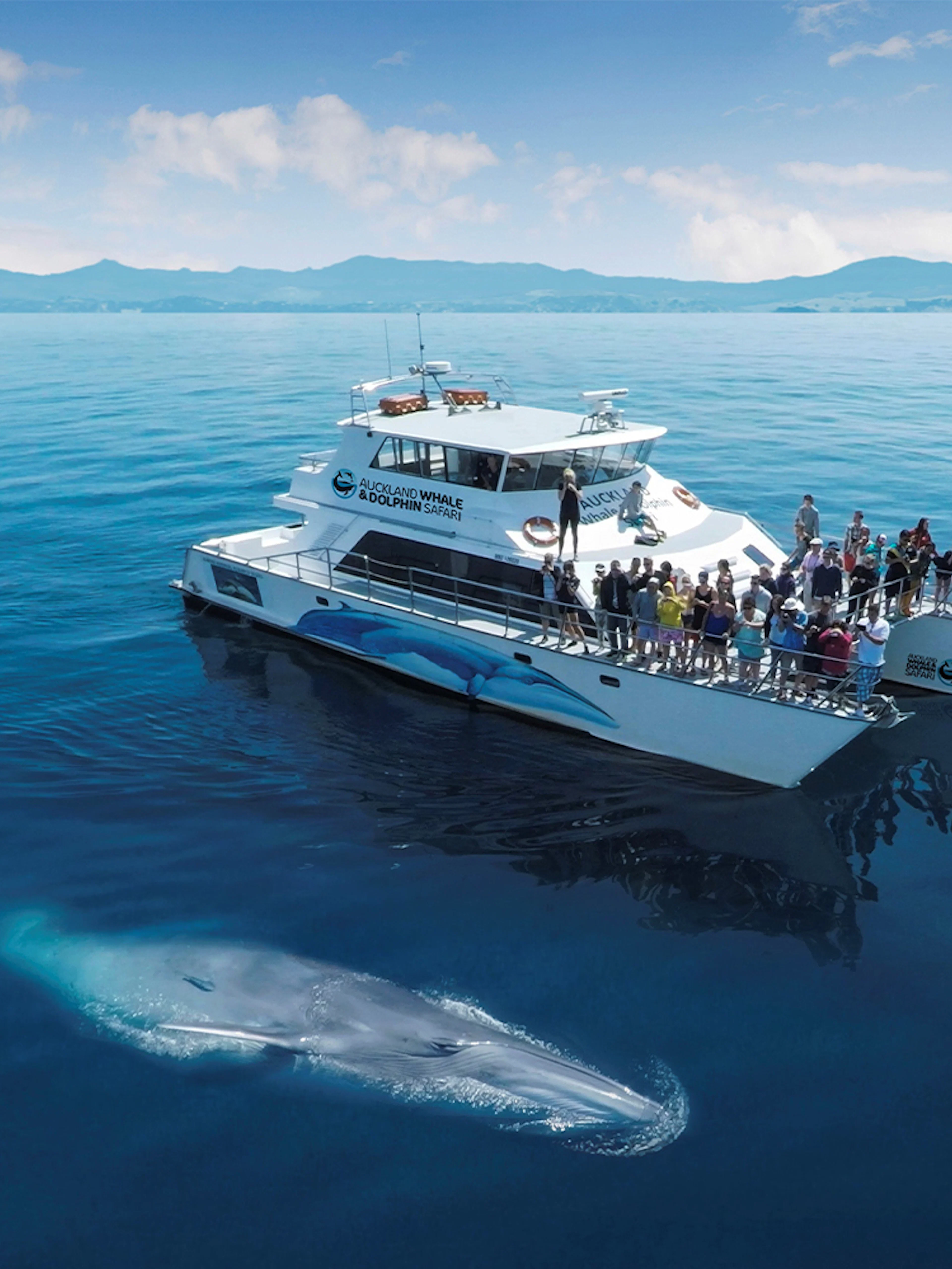 Whale near a tour boat on a Half-Day Safari Cruise from Auckland.