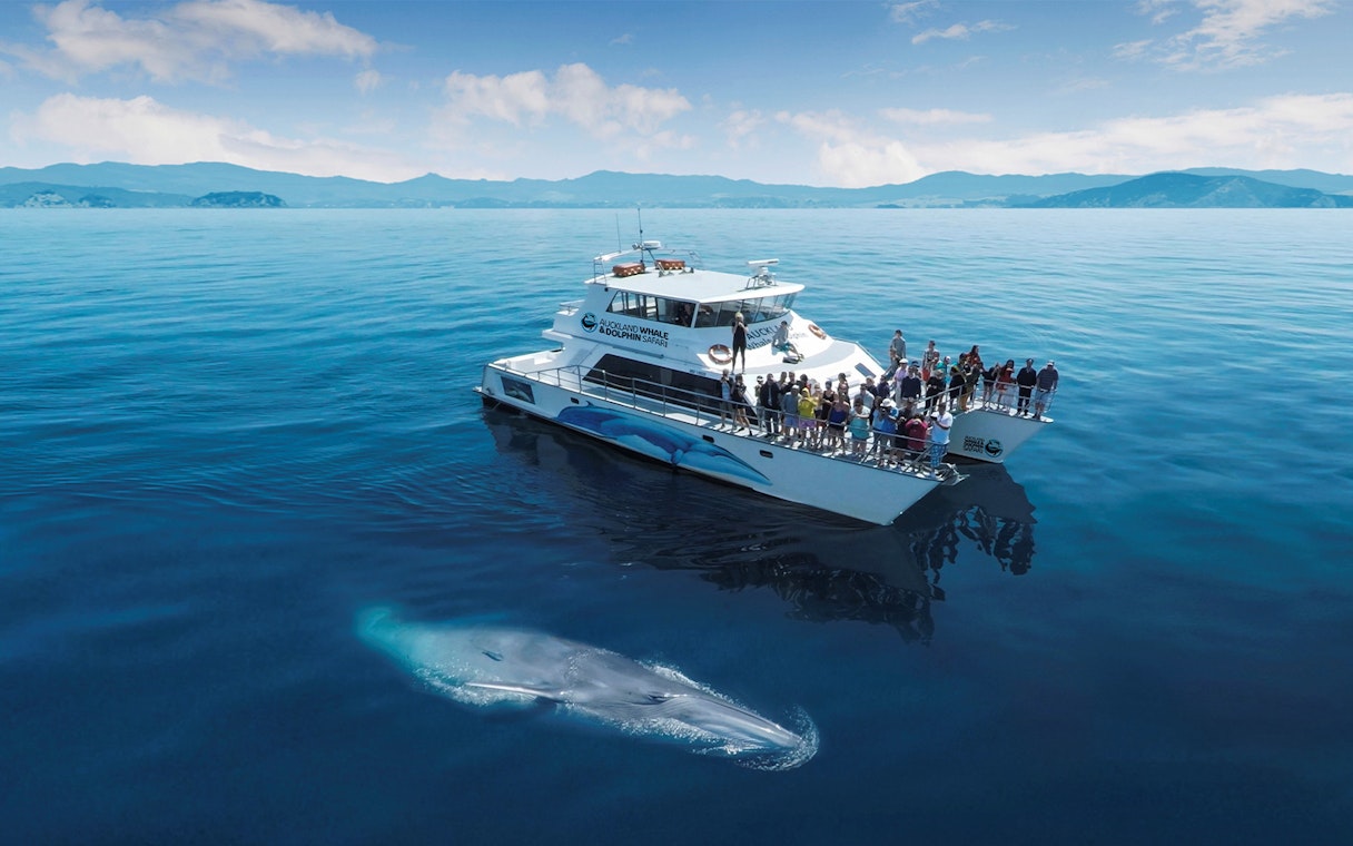 Whale near a tour boat on a Half-Day Safari Cruise from Auckland.