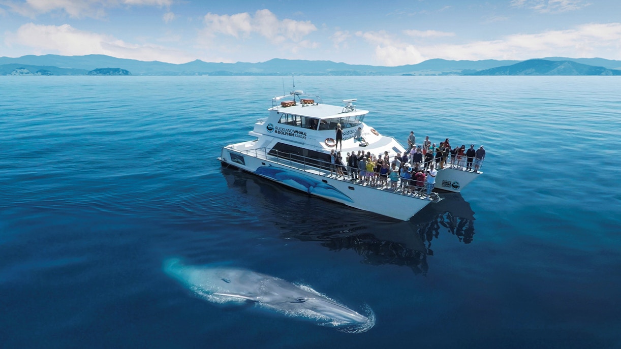 Whale near a tour boat on a Half-Day Safari Cruise from Auckland.