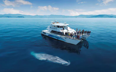 Whale near a tour boat on a Half-Day Safari Cruise from Auckland.