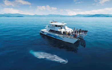 Whale near a tour boat on a Half-Day Safari Cruise from Auckland.