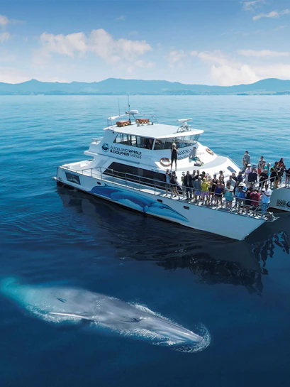 Whale near a tour boat on a Half-Day Safari Cruise from Auckland.