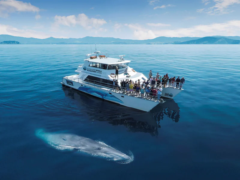 From Auckland Half Day Whale Dolphin Safari Cruise - Auckland