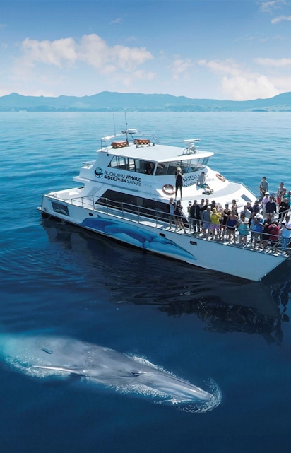 Whale near a tour boat on a Half-Day Safari Cruise from Auckland.
