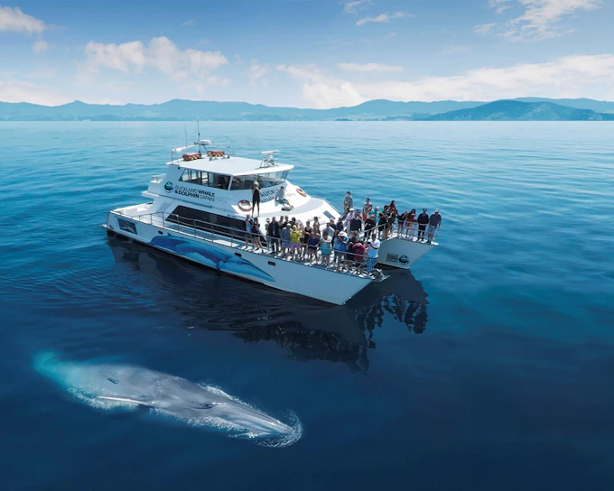 From Auckland: Half-Day Whale & Dolphin Safari Cruise