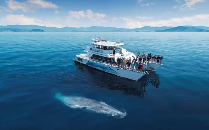 Whale near a tour boat on a Half-Day Safari Cruise from Auckland.