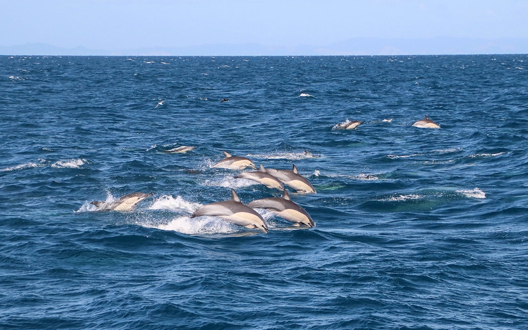 Dolphins swimming in the ocean during a safari cruise from Auckland.