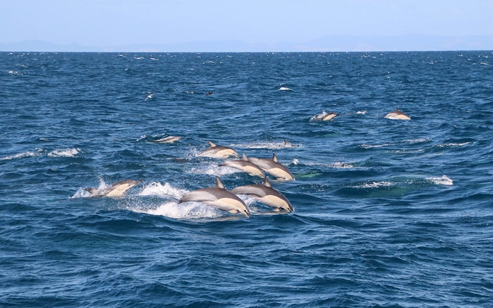 Dolphins swimming in the ocean during a safari cruise from Auckland.