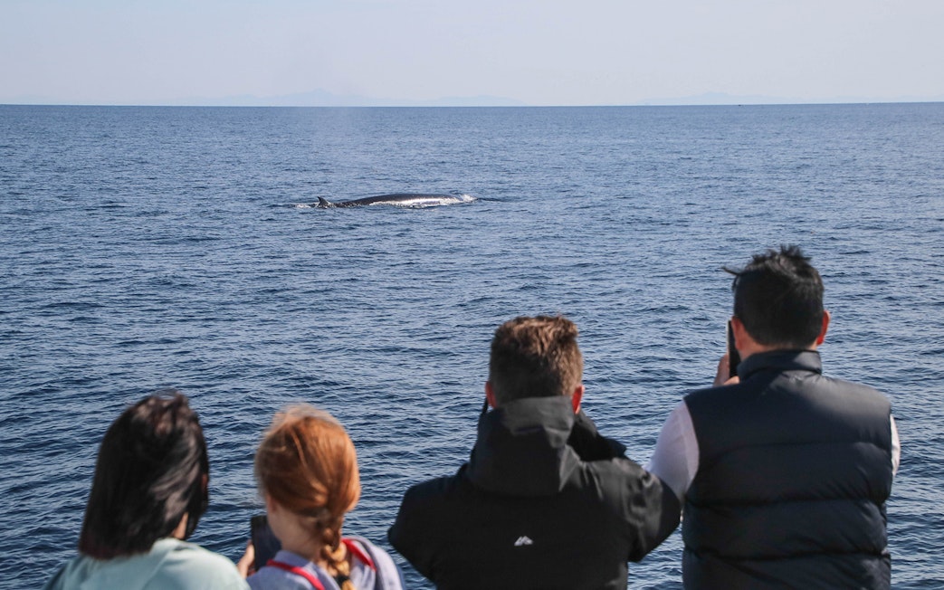 Tourists watching a whale surface during a safari cruise near Auckland.