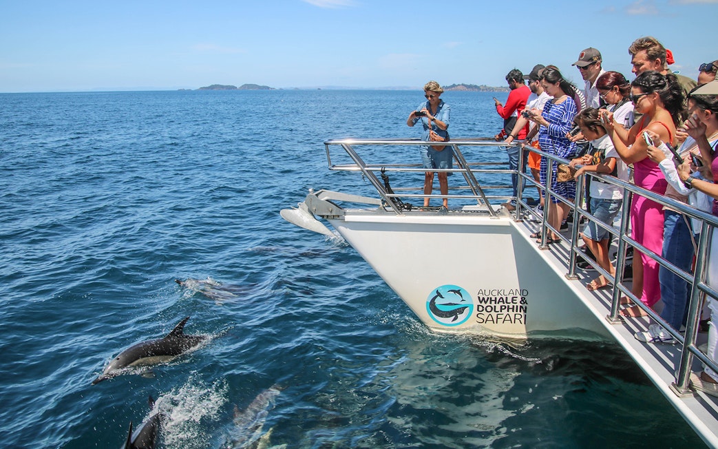 Tourists on a boat watching dolphins during a Half-Day Whale and Dolphin Safari Cruise in Auckland.