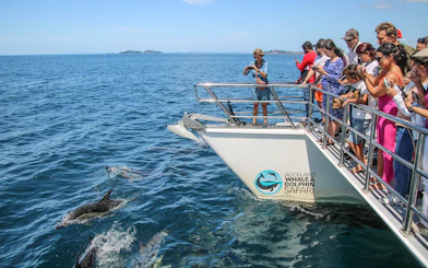 Tourists on a boat watching dolphins during a Half-Day Whale and Dolphin Safari Cruise in Auckland.
