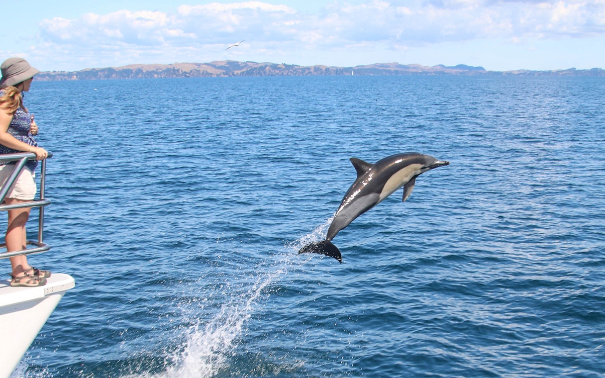 Dolphin leaping near boat on Auckland whale and dolphin safari cruise.