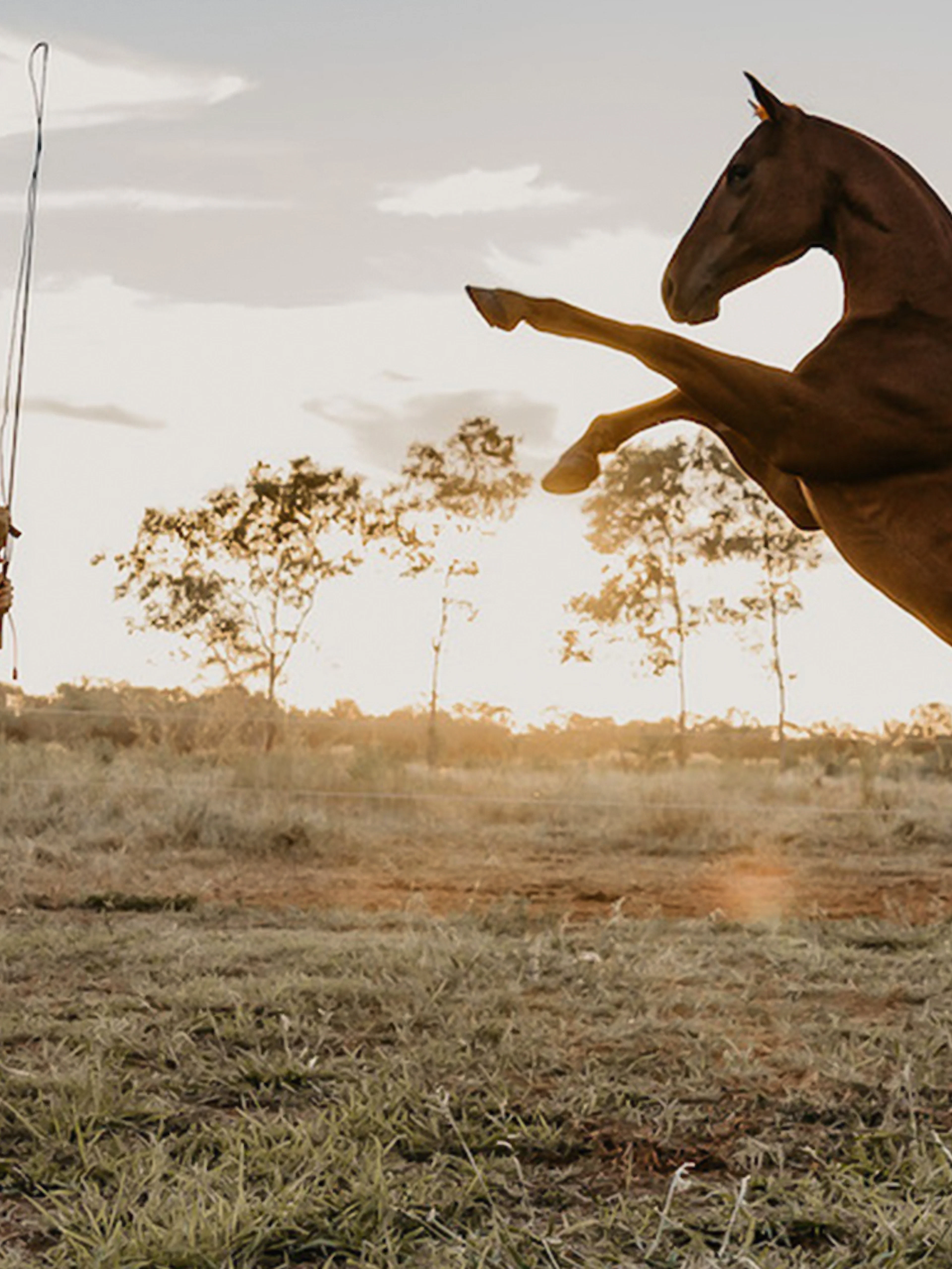 Horse rearing during Katherine Outback Experience show in Australia.