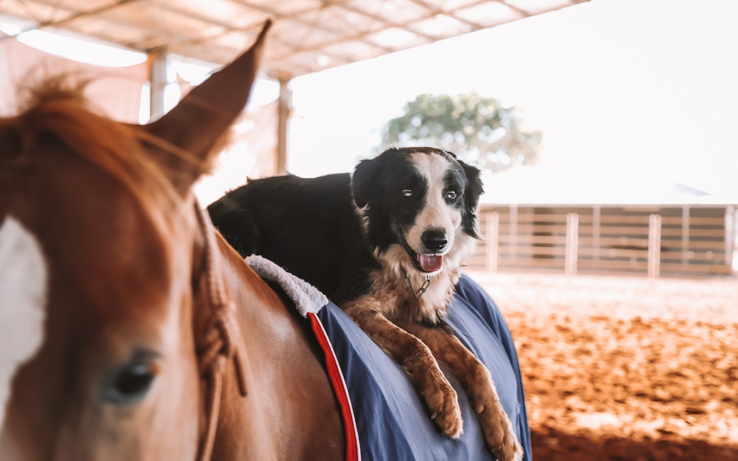 Dog resting on a horse's back during Katherine Outback Experience show.