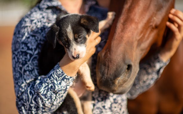 Person holding a puppy next to a horse at Katherine Outback Experience.