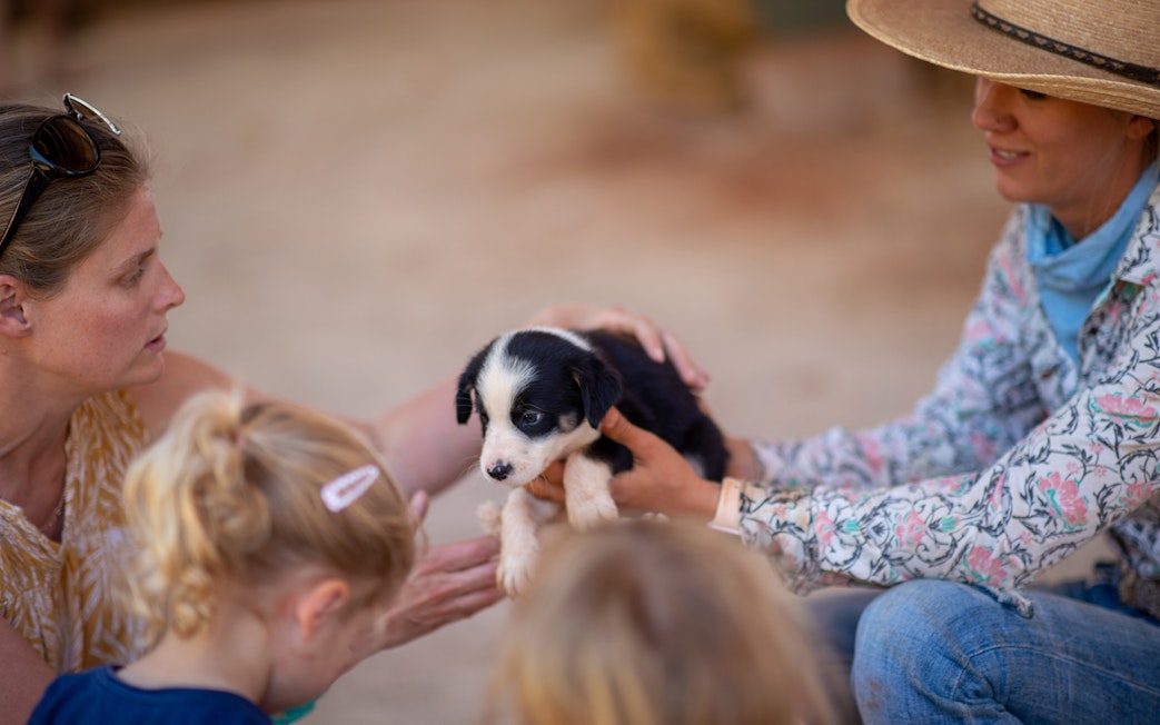 People interacting with a puppy at Katherine Outback Experience show.