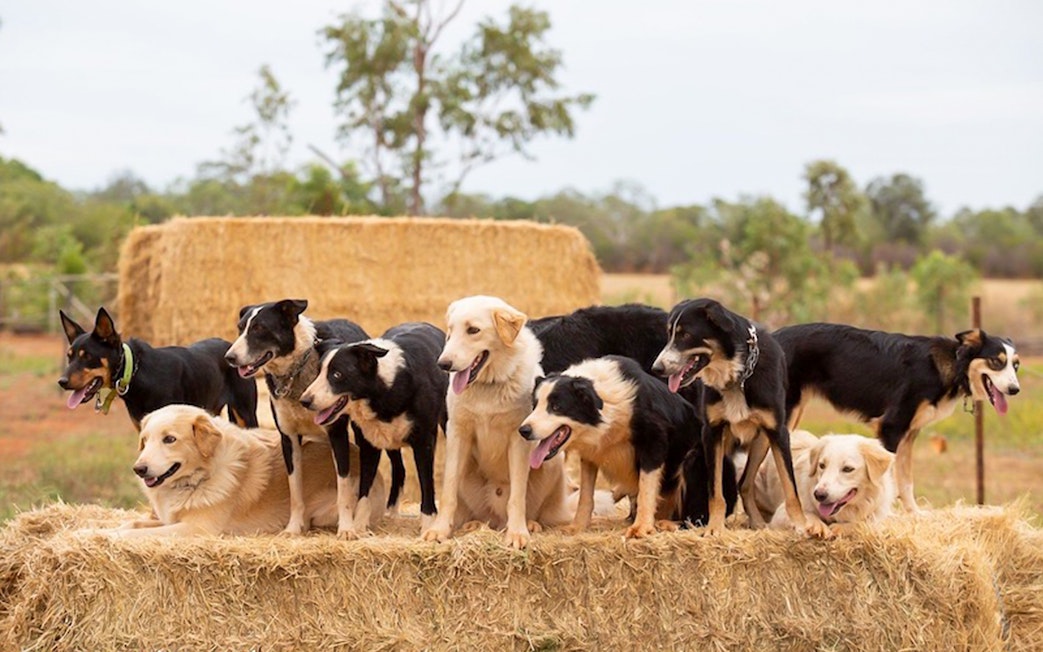 Working dogs on hay bales at Katherine Outback Experience show.