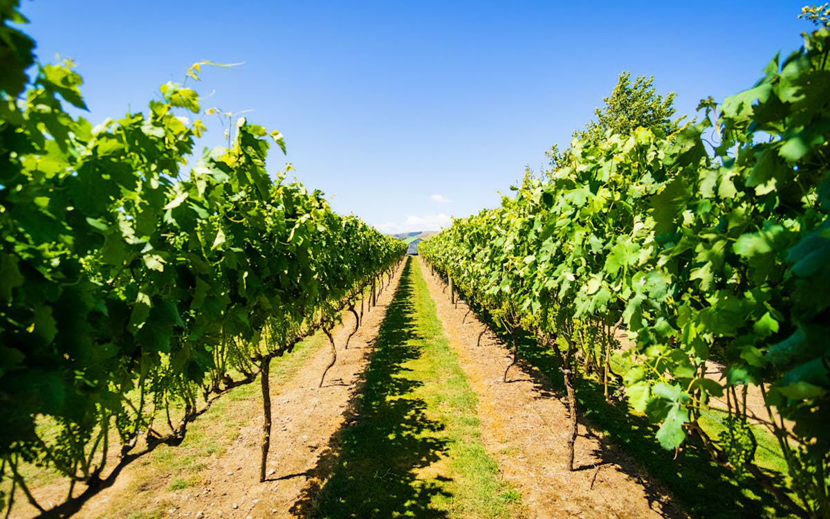 a taste of martinborough – wine delights private tour-8 a taste of martinborough – wine delights private tour-8
