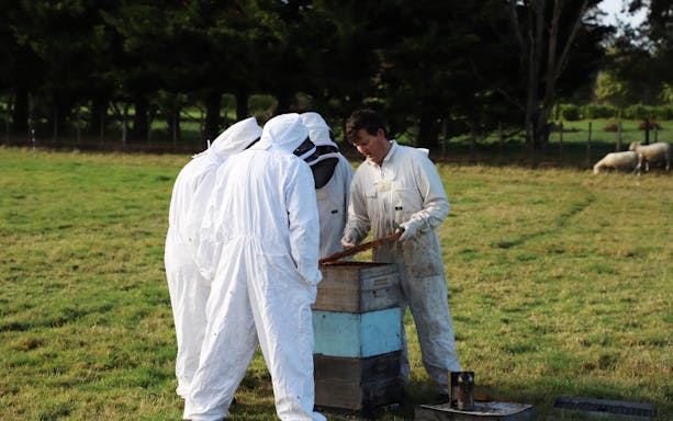 Beekeepers inspecting hive during A Taste of Martinborough tour in New Zealand.