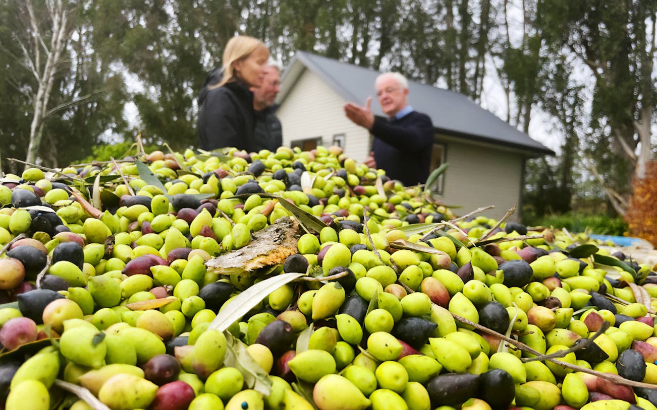 Olives piled high with people discussing in the background, Martinborough food tour.