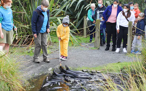 Group observing eels during a private scenic tour of Kāpiti Coast.