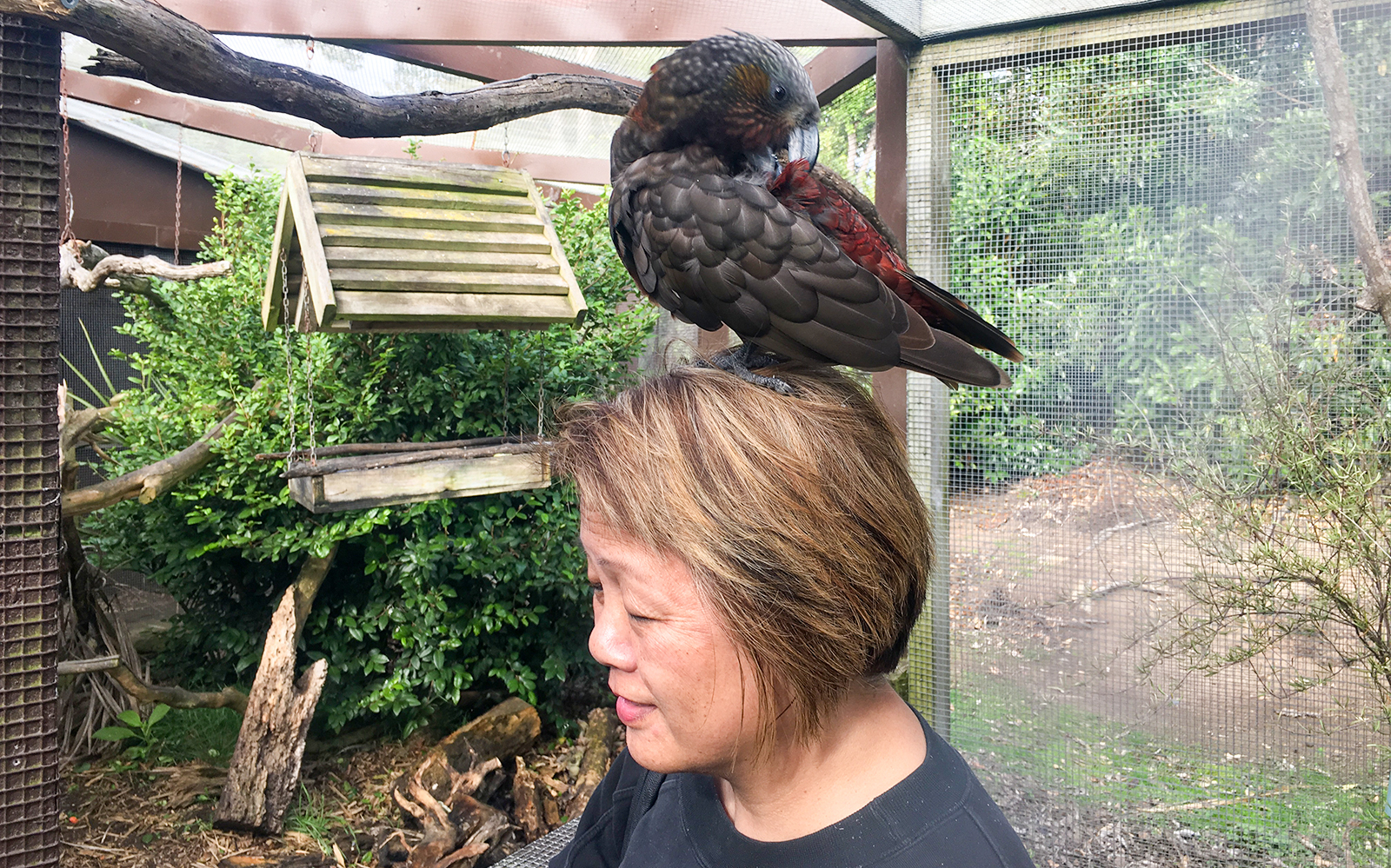 Kākā parrot perched on a person's head at a wildlife sanctuary on Kāpiti Coast.