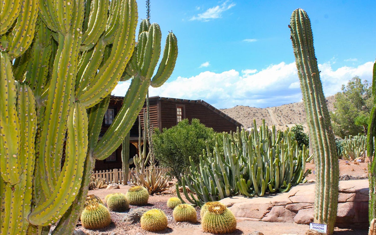 Cacti garden at Oasys MiniHollywood, Almería with wooden building in background.