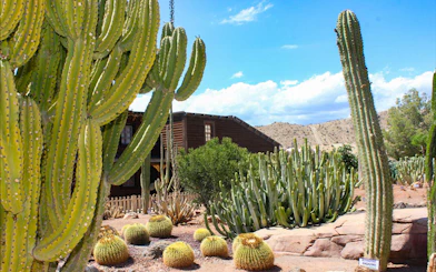Cacti garden at Oasys MiniHollywood, Almería with wooden building in background.
