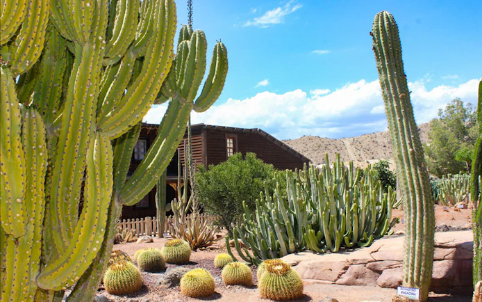 Cacti garden at Oasys MiniHollywood, Almería with wooden building in background.