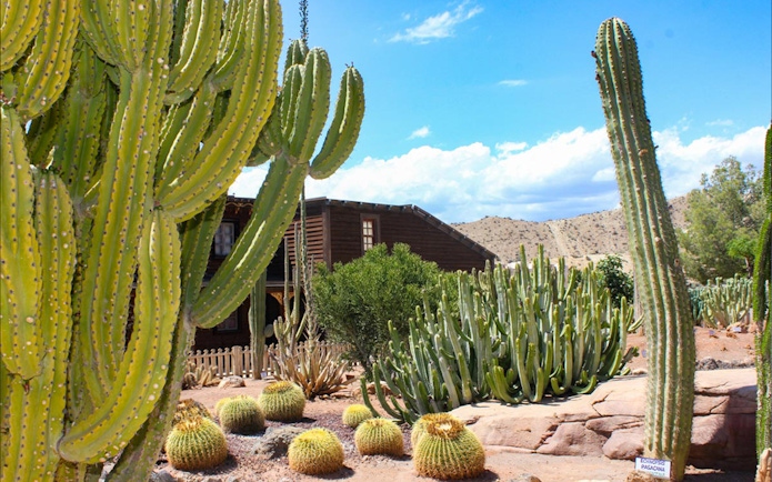 Cacti garden at Oasys MiniHollywood, Almería with wooden building in background.