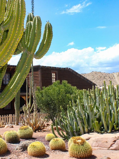Cacti garden at Oasys MiniHollywood, Almería with wooden building in background.
