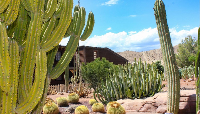 Cactus Garden