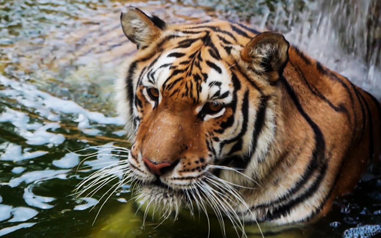 Tiger in water at Oasys MiniHollywood, Spain.