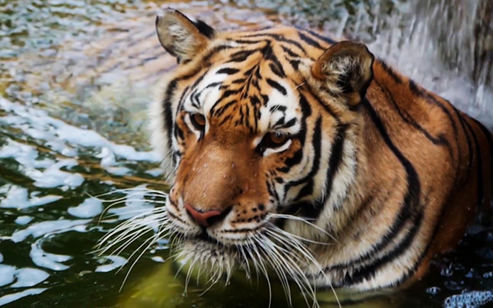 Tiger in water at Oasys MiniHollywood, Spain.