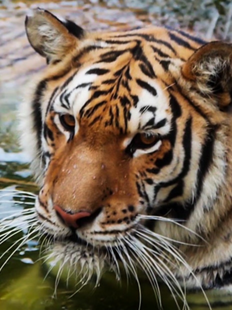 Tiger in water at Oasys MiniHollywood, Spain.